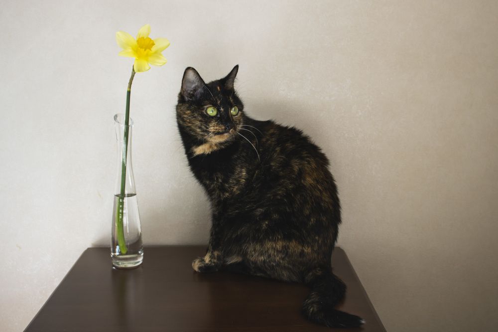 Photograph by Елена Коровкина