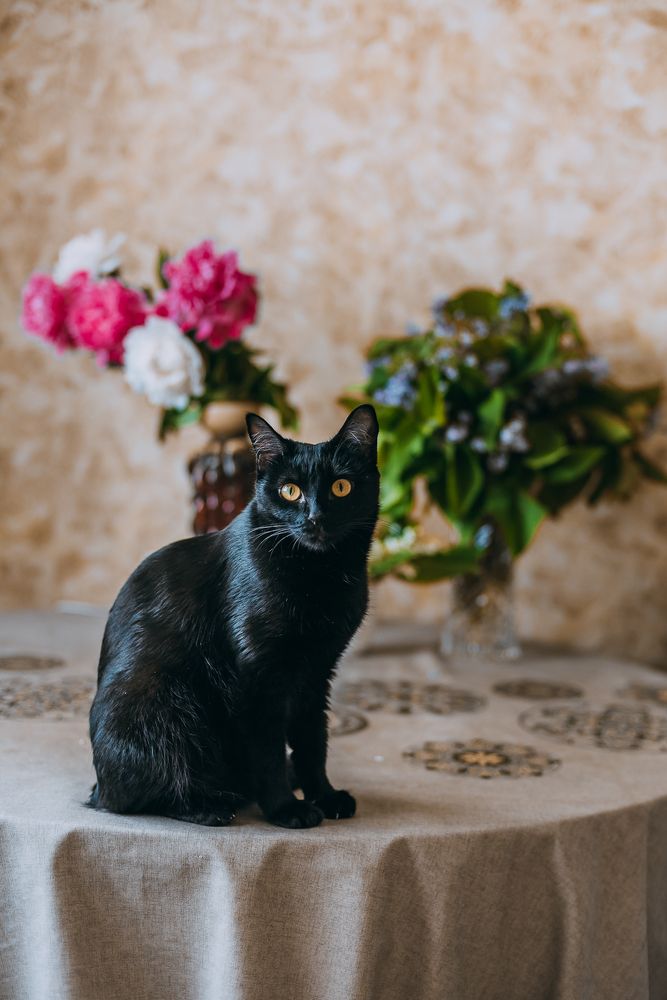 Фотография автора Дарья Шевченко