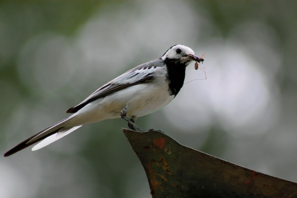 Photograph by Гульнара Шаньгина