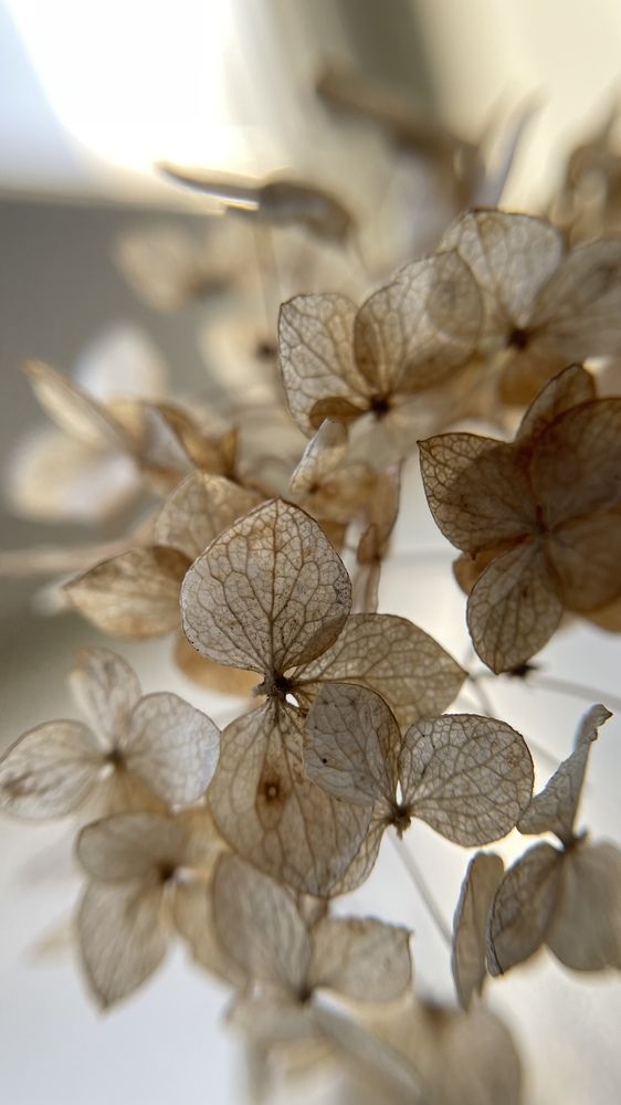 Гортензия рассвет Цветы сухоцветы