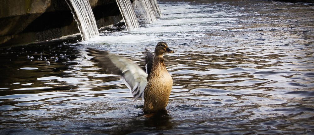 Фотография автора Елена Ерешко