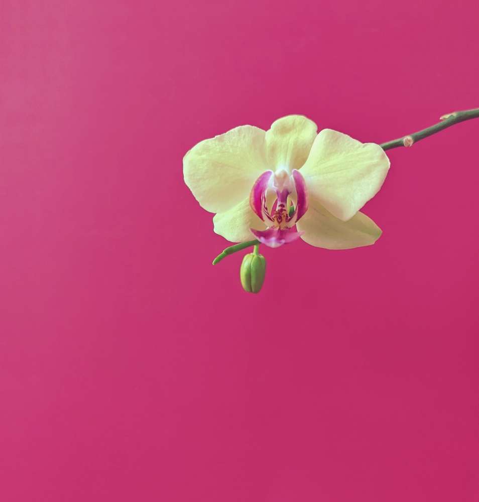 Photograph by Lsonina