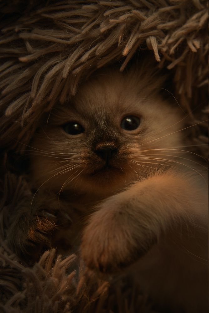 Утренний котик