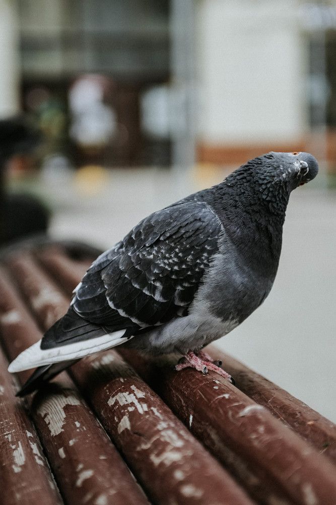 -Что ты сказал ? Повтори!