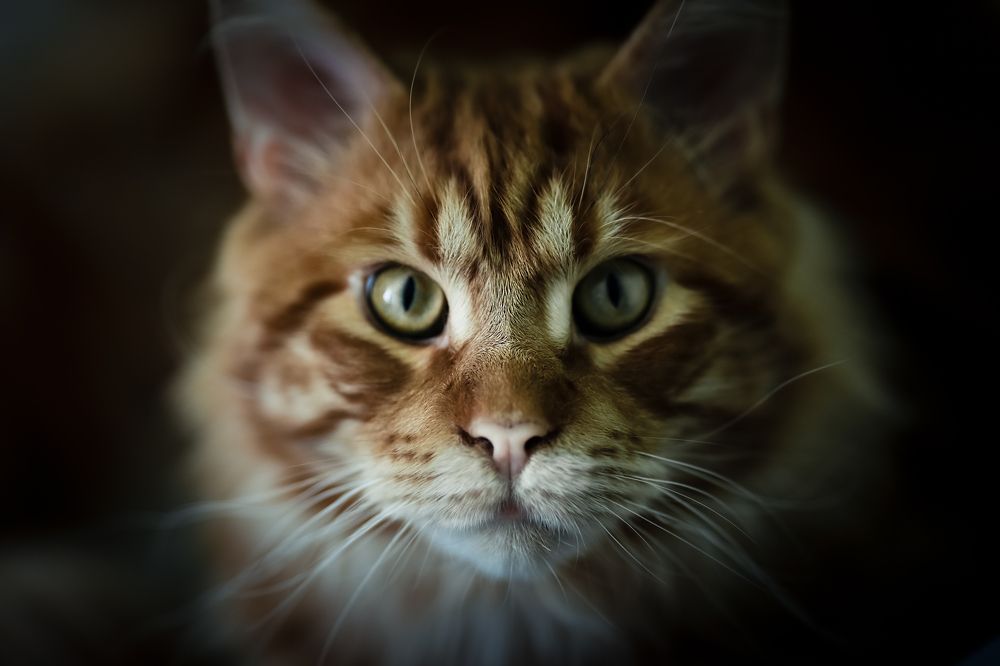 Photograph by Олька Крайнова