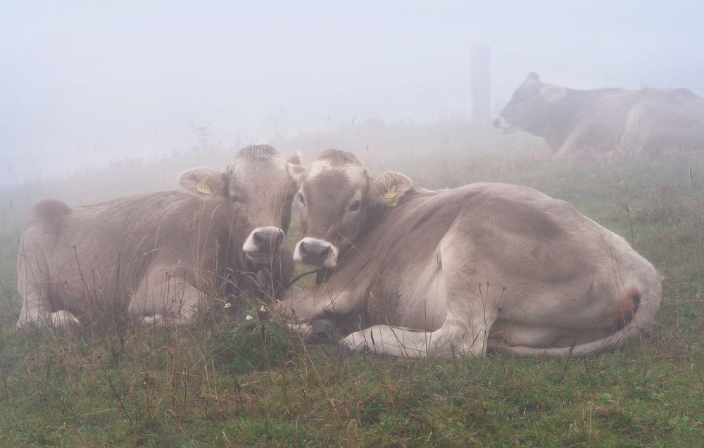 Photograph by Elena Wymann