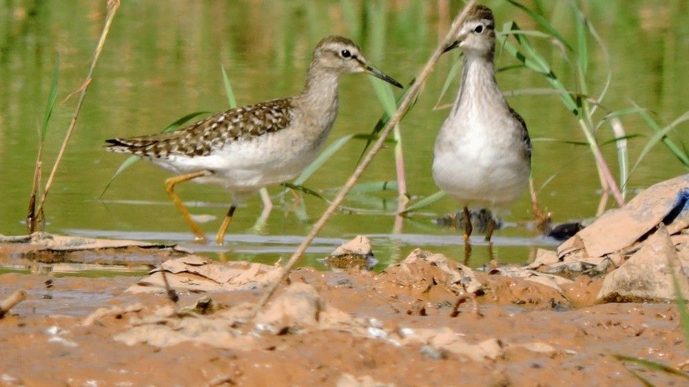 Les deux canards sauvages
