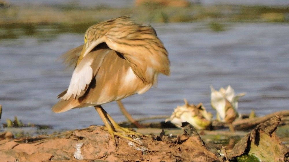 Photograph by Isaac pakissiba Ouedraogo