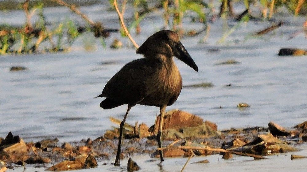 Photograph by Isaac pakissiba Ouedraogo