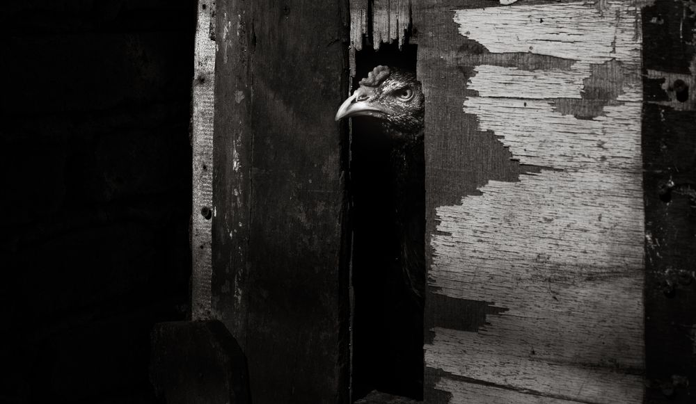 Photograph by Wira Harjanto Mishael