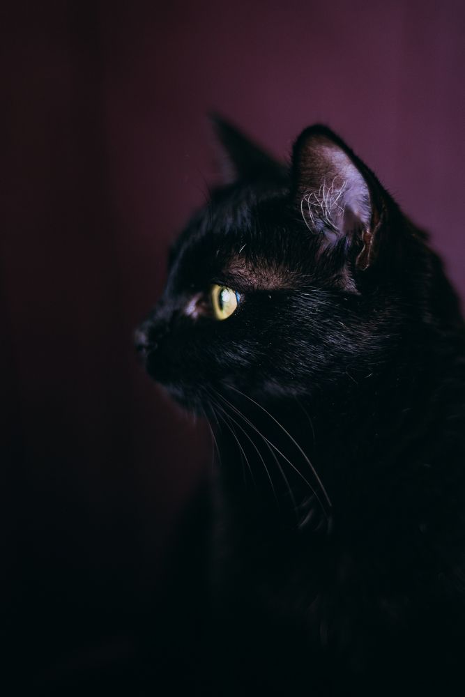 Фотография автора Дарья Шевченко