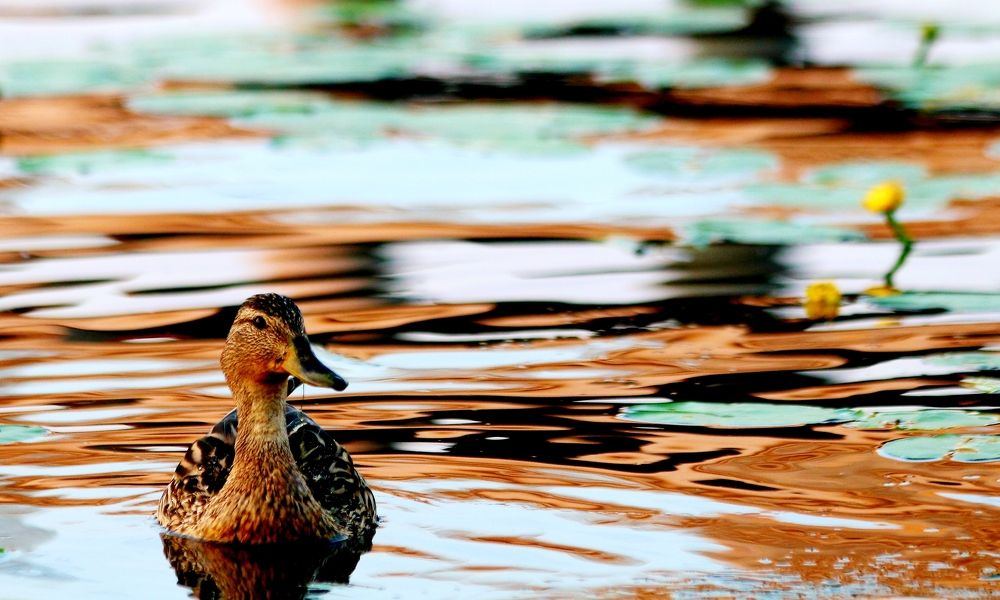 На водном подиуме.