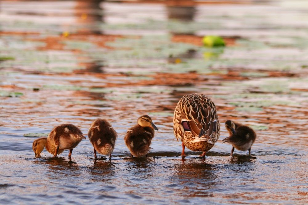 На первый, второй, третий - рассчитайсь!