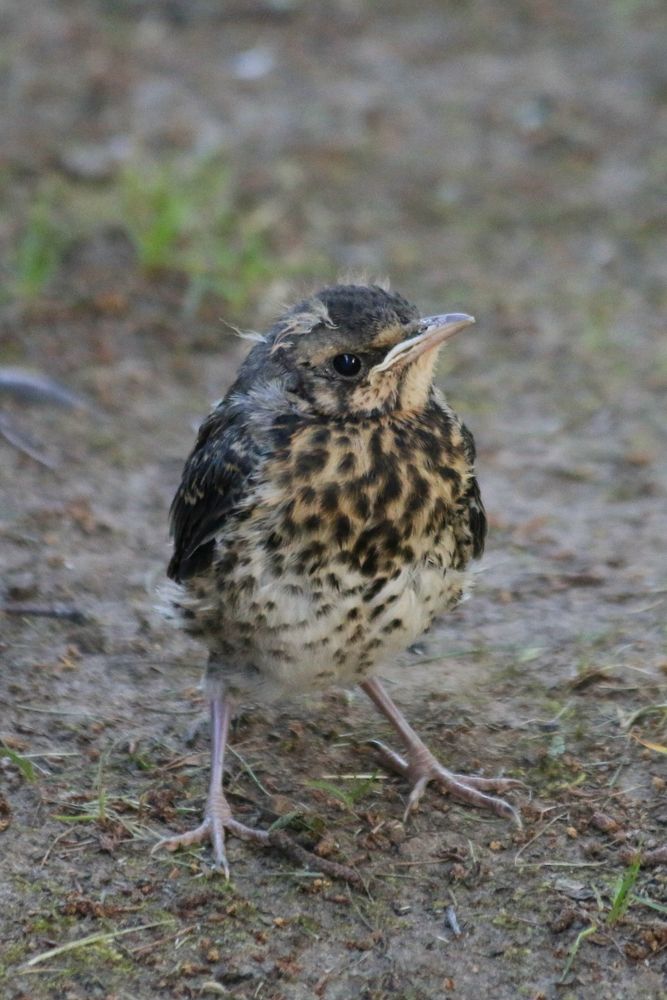 Photograph by Олег Травин