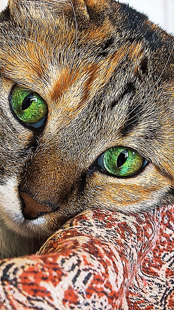 Photograph by Javad Tafti Farashah