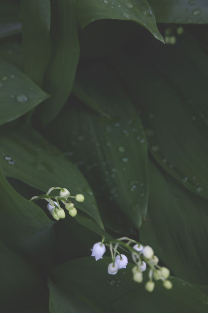 Photograph by Нелли Золотая