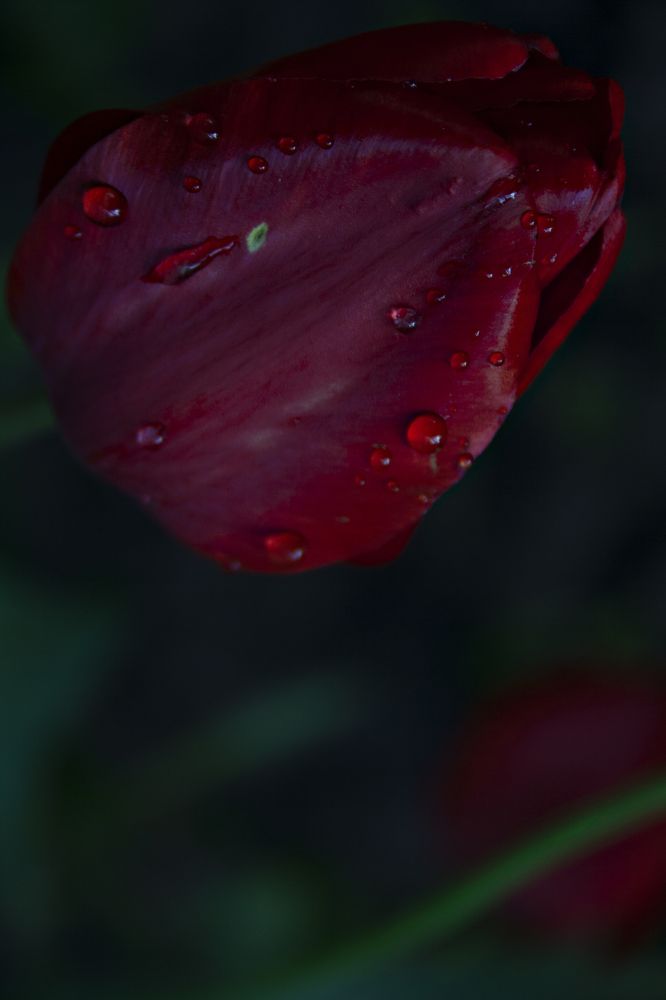 Photograph by Нелли Золотая