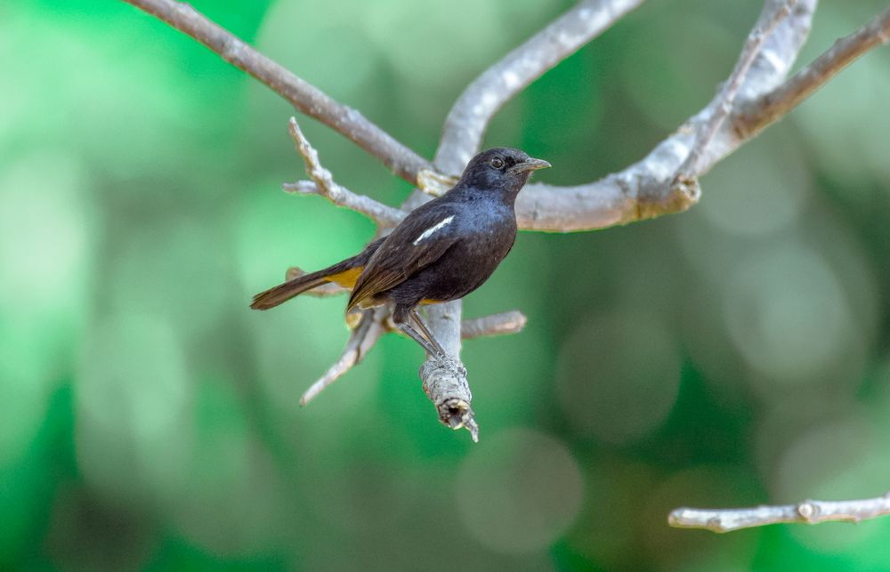 SONG BIRD - INDIAN ROBIN