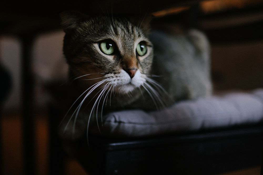 Photograph by Елена Лисина