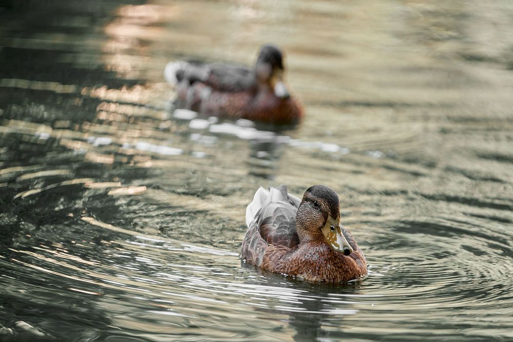 Photograph by Андрей Халемонец