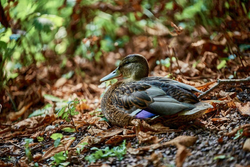 Photograph by Андрей Халемонец