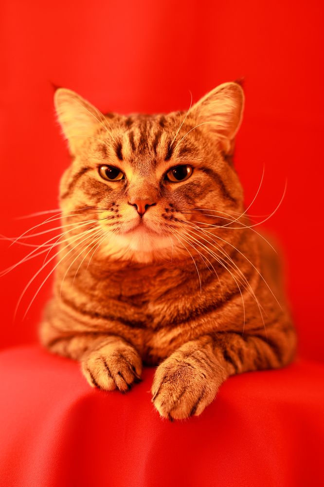 Photograph by Елена Даньшова