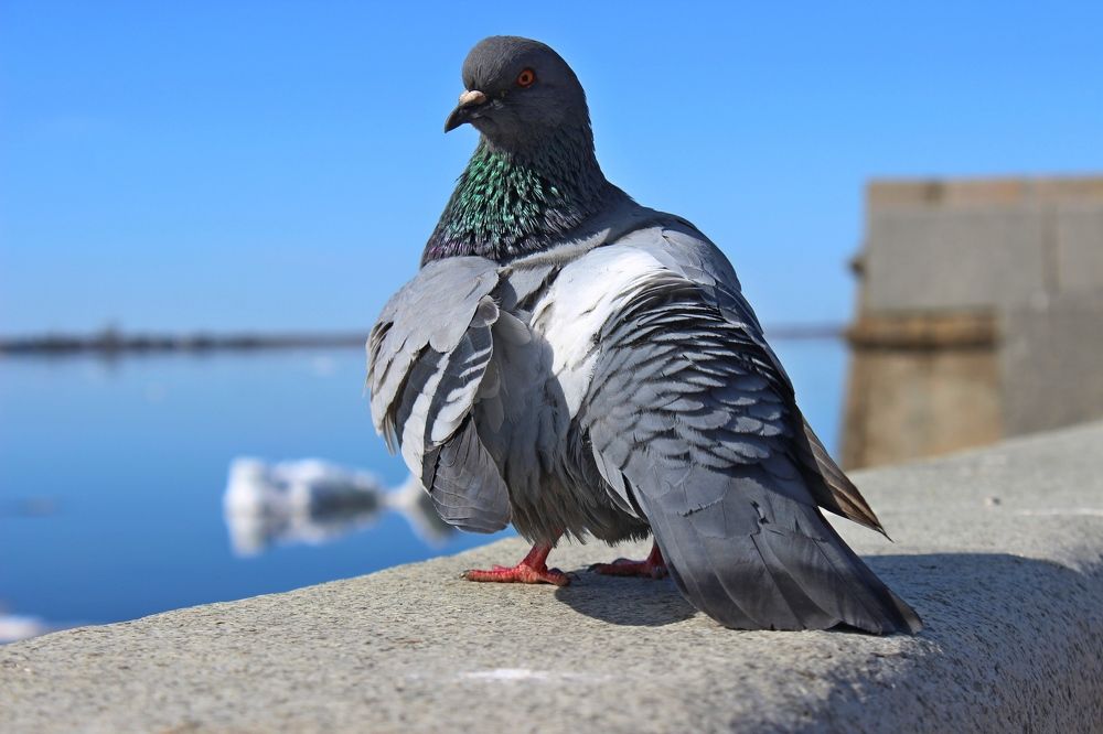 Photograph by Елена Петрова