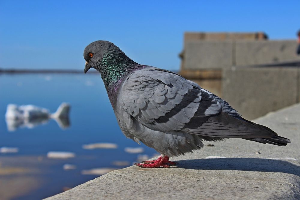 Photograph by Елена Петрова