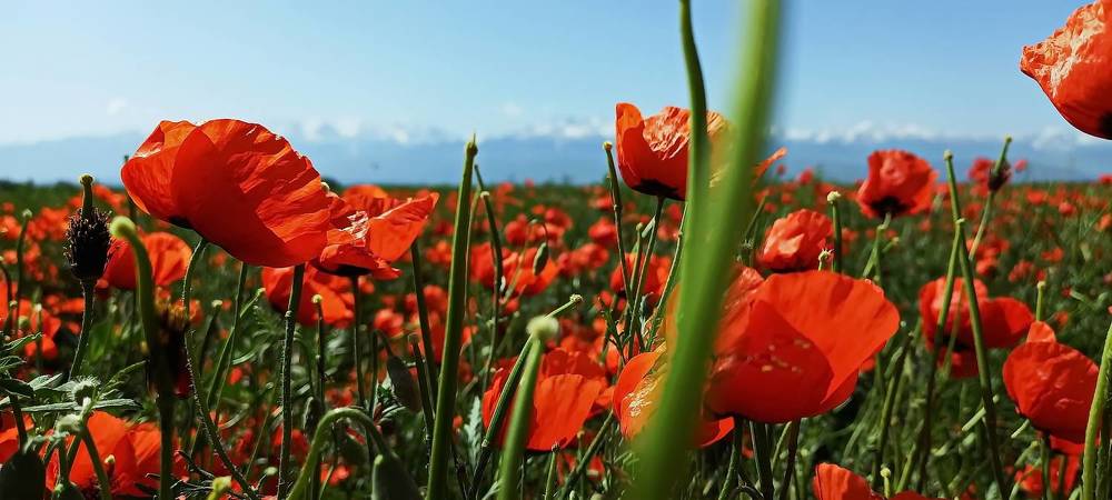 Алые маки Алматы