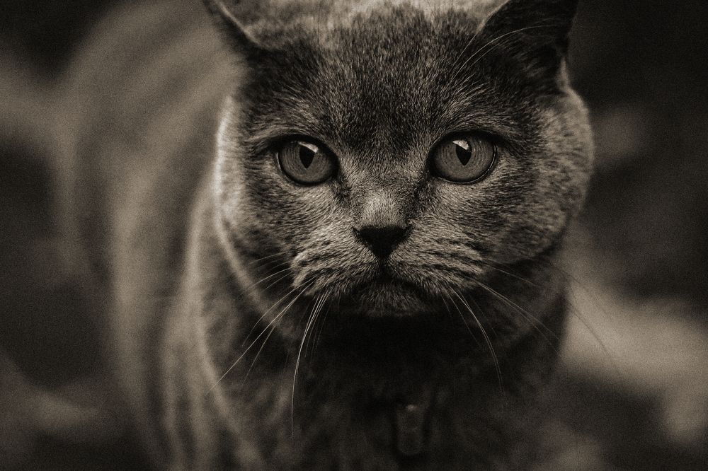 Photograph by Елена Даньшова