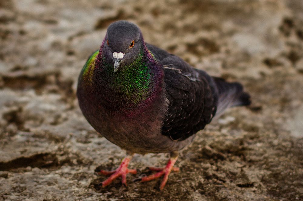 Photograph by Елена Даньшова