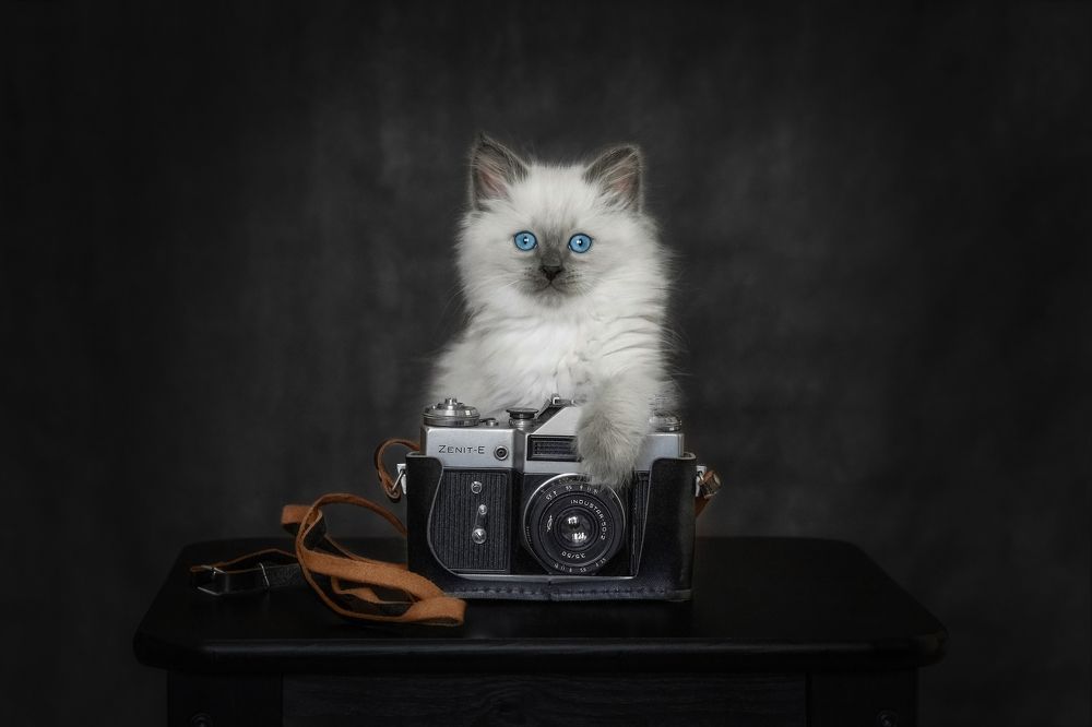 Котофотограф