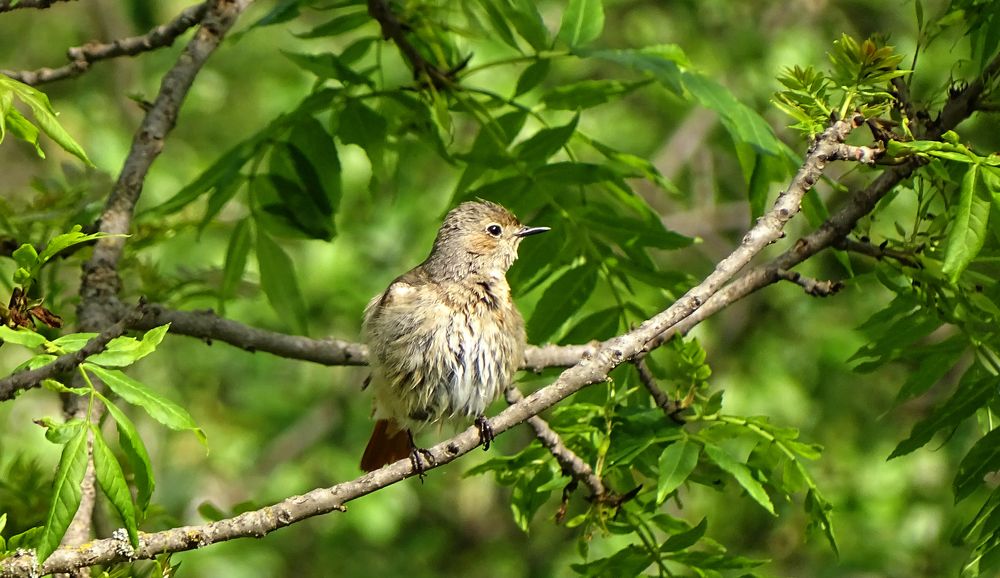 Промокший соловей после ливня