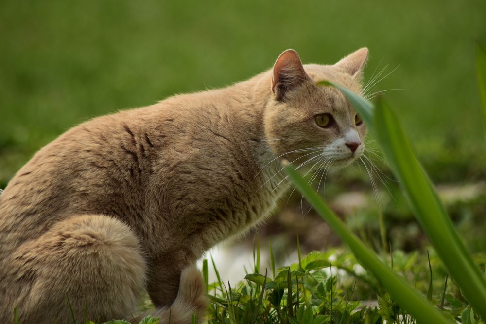 Фотография автора Tkachev Aleksey