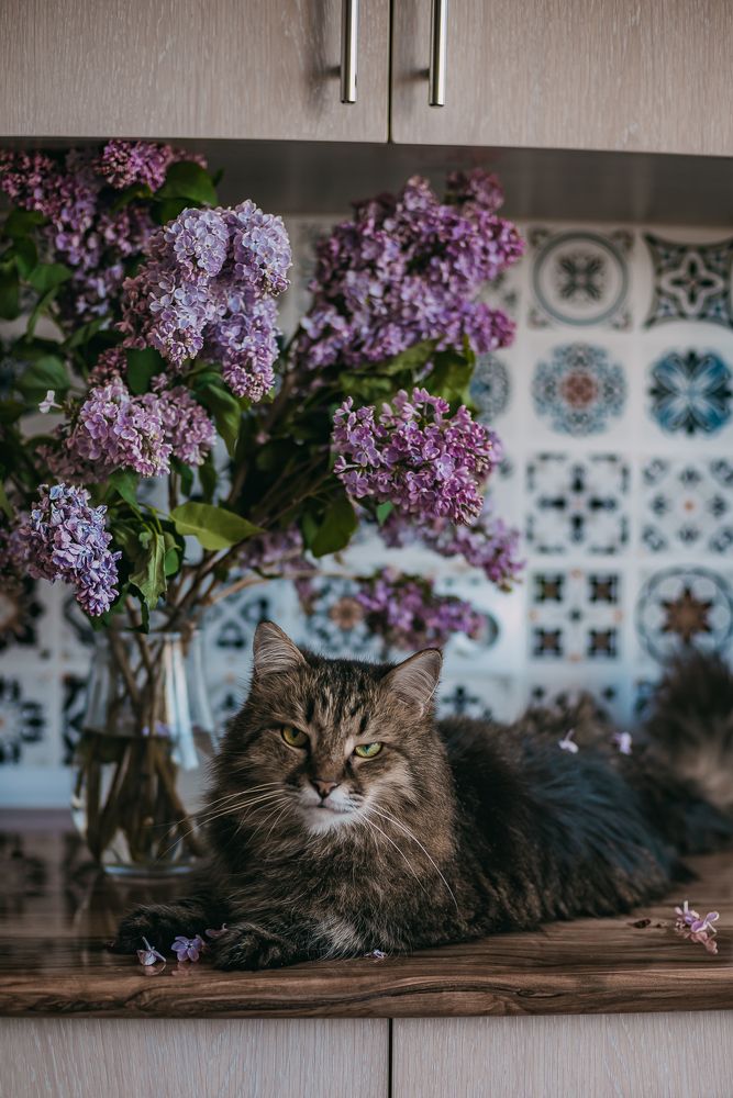 Фотография автора Дарья Шевченко