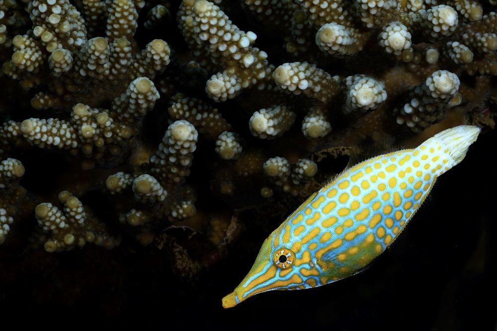 Photograph by Serge Melesan