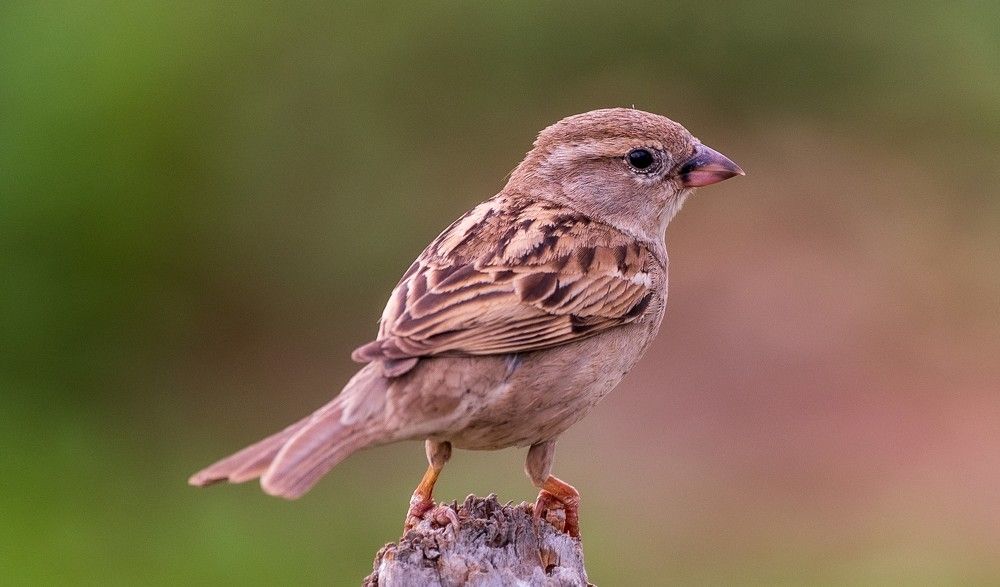 Common Sparrow