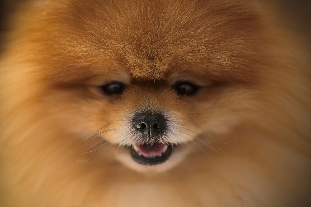 Фотография автора Дмитрий Ляшеев