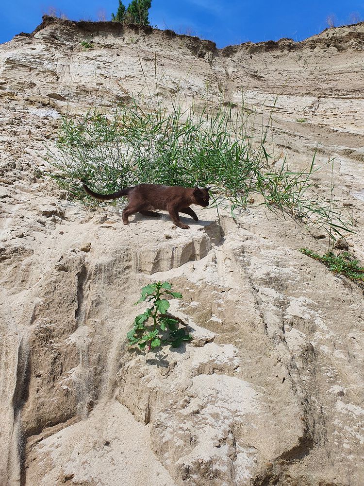 Фотография автора Надежда Лисицына