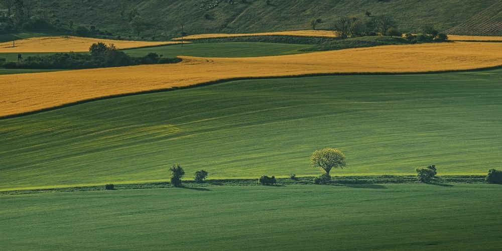 Photograph by Jan Musil