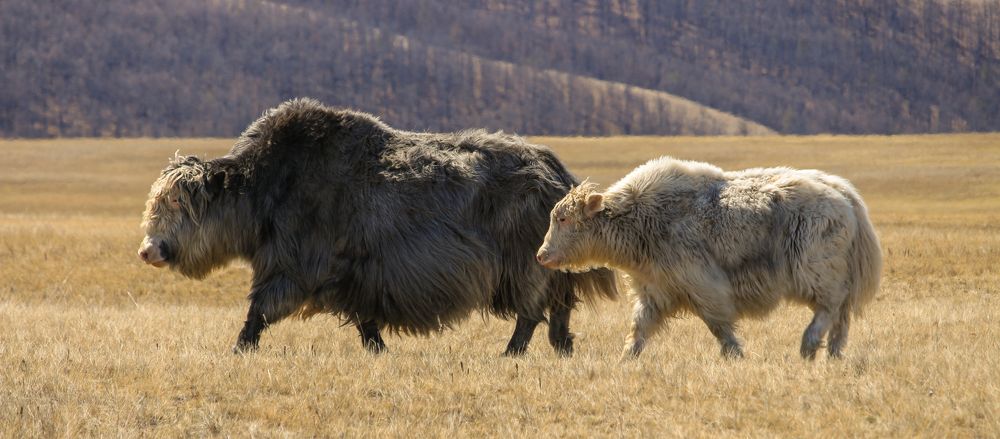 Фотография автора Александр Довганюк