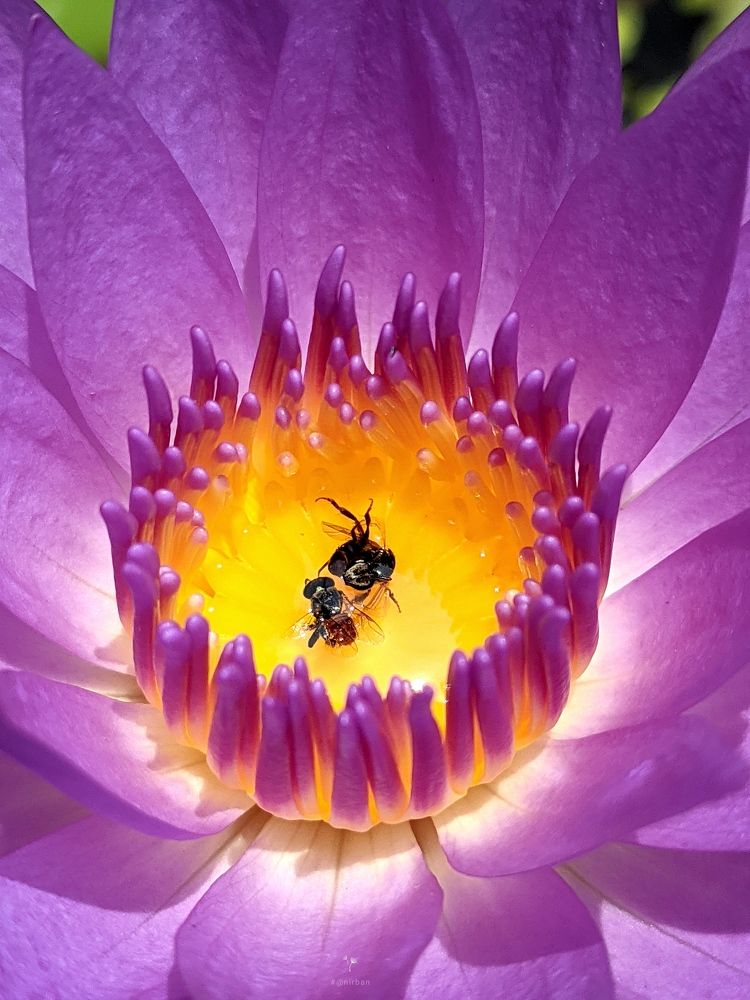 Photograph by Anirban kundu