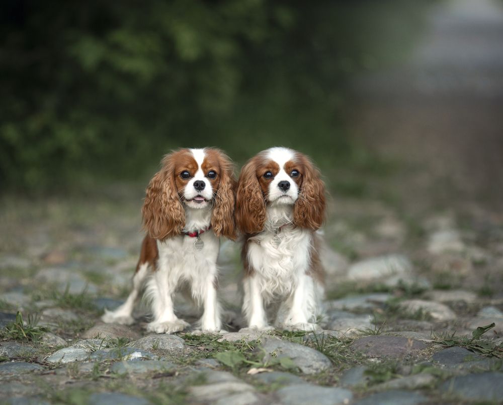 Photograph by Татьяна Кауфман