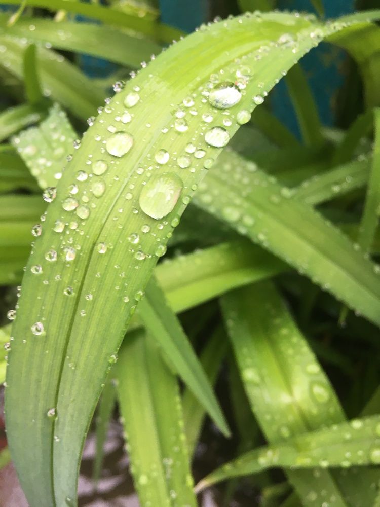 Фотография автора Балановская Виктория