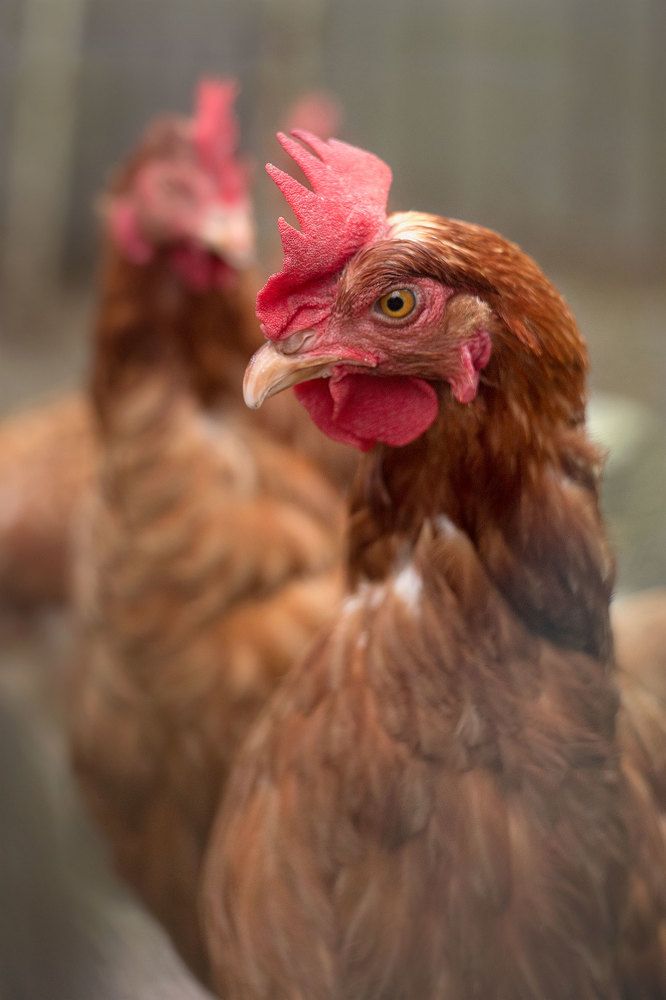 Photograph by Марго Лимп