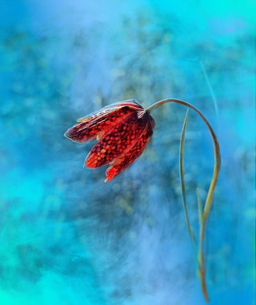 Photograph by Ольга Веселова