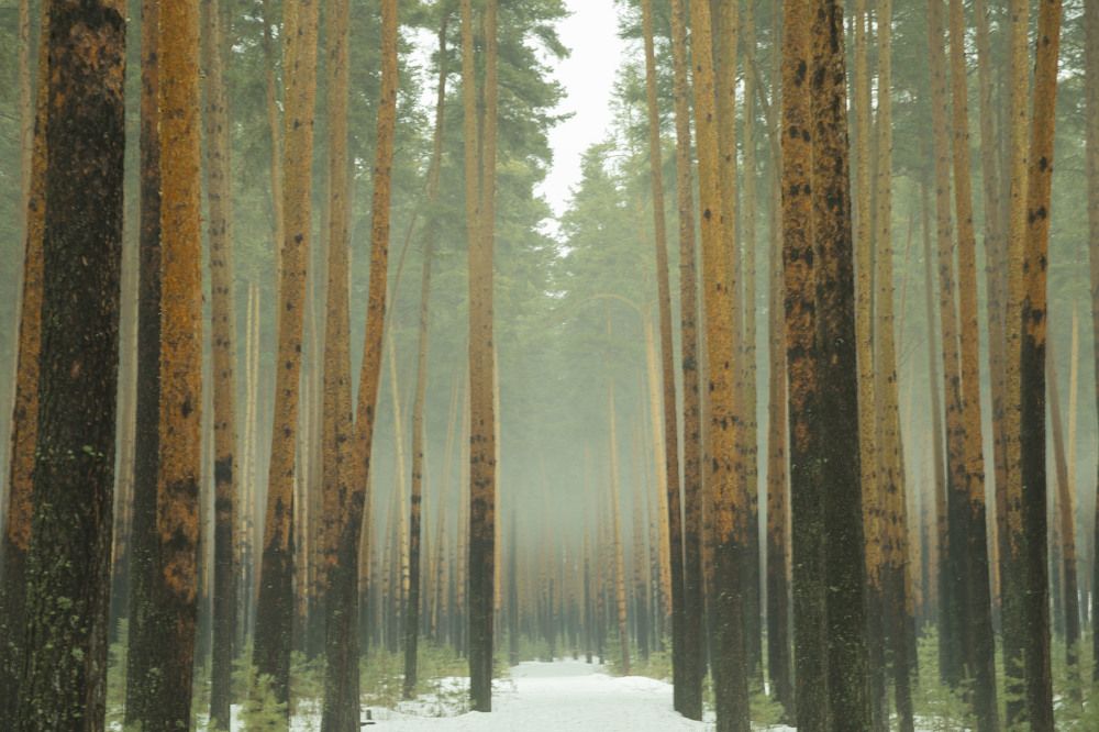 Photograph by Елена Перминова