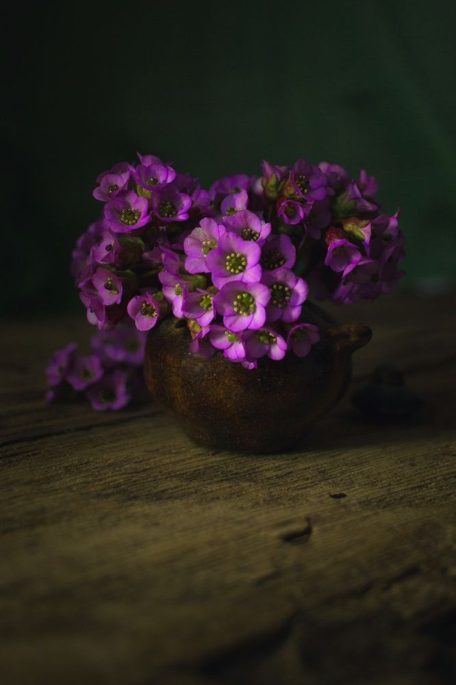 Photograph by Natalia Shilova