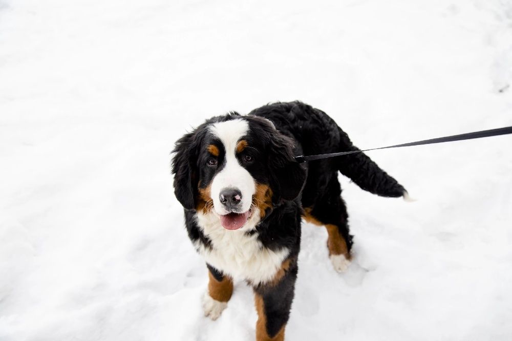 Photograph by дамир