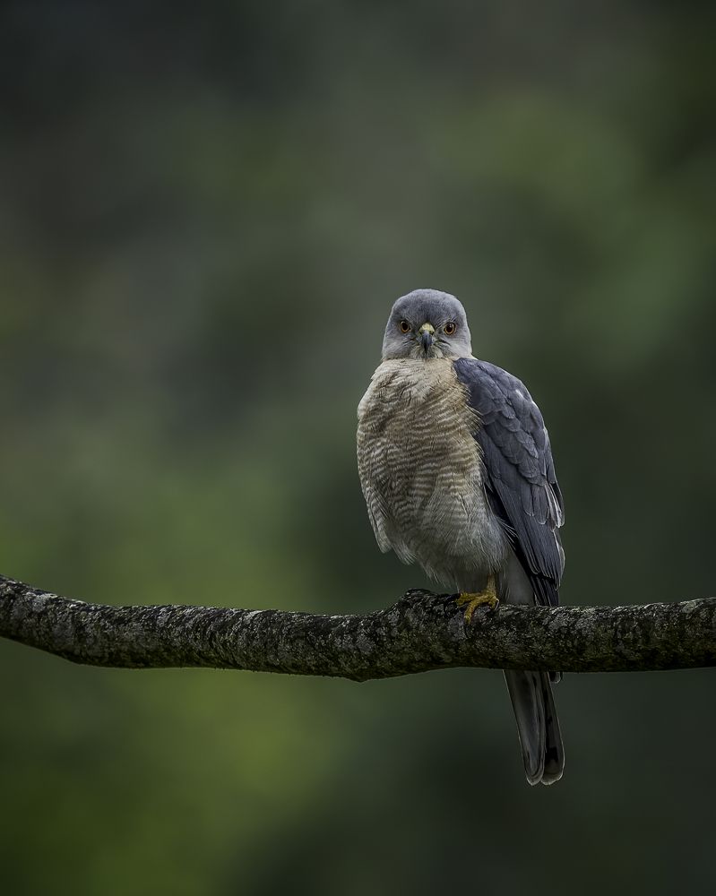 Фотография автора Naveen Kumar